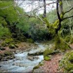 rouves1