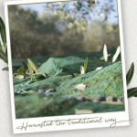 Bildschirmfoto 2025-11-05 um 10.37.22