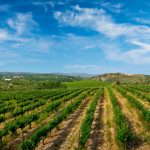 Wineyard with grape rows. Crete island, Greece