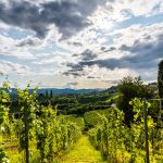 Austria, south styria vineyards travel destination. Tourist spot for vine lovers. Sunset landscape