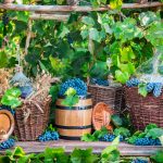 Grape harvest in a village in old fashioned style