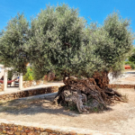 Zrzut ekranu 2026-02-13 113812