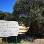 Zrzut ekranu 2026-02-13 113856