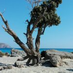 kedrodasos-beach (2)