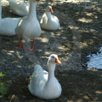 Captura de pantalla 2026-04-08 095415