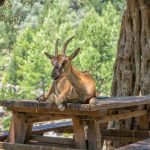 Wild goat called Kri-Kri sitting on a table in Samaria Gorge on Crete hiding from heat